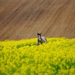 Organizacje zajmujące się robieniem maszyn posiadają w propozycji domyślne modele